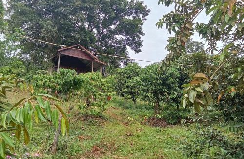 Ban Lung Bed & Breakfast | Inviting Coffee Tanam Leisure Lodge & Tours for Family Getaways