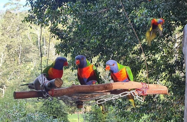 Rainforest Retreat