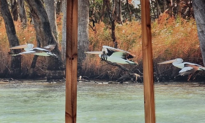 Murbko House | Rivergums Homestead - River Frontage! nWith ski beach and board walk.