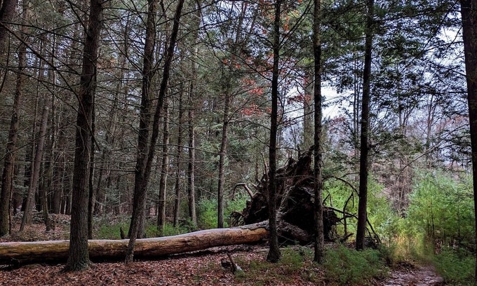 Kerhonkson Cabin | Cozy Cabin Retreat in Catskill Mountains with Scenic Views