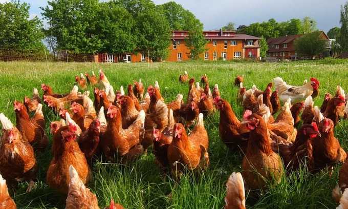 Schwerin Apartment | Experience Saal: Vacation on an Organic Oceanfront Farm