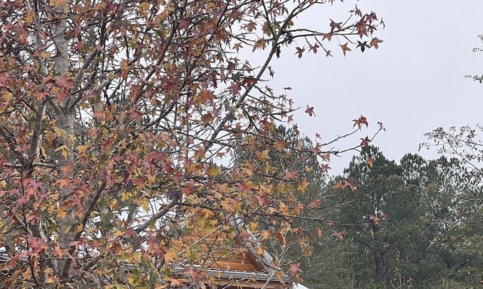 Wing Cabin | Rustic and Elegant log cabin nestled in the Conecuh National Forest.