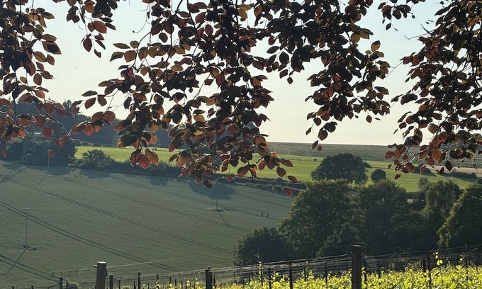 Pett Bottom House | Humphrey's cottage at Gorsley Vineyard