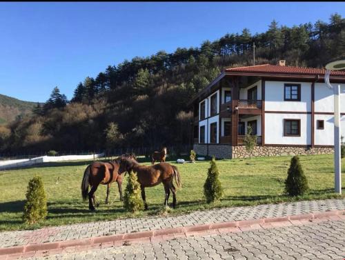 Babahızır Hotel | Discover Mengen Rüya Çiftliği: Family & Pet-Friendly Retreat