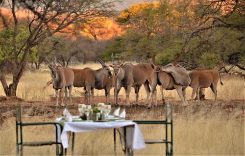 Otavi Cabin | Discover Ohange Namibia Lodge with Pool and Family Amenities