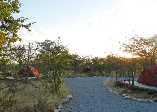 Okaukuejo Other | Budget-Friendly Etosha Village Campsite with Pool and Dining